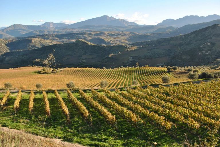 Ολοκληρώθηκε το πρόγραμμα αναδιάρθρωσης – μετατροπής αμπελώνων