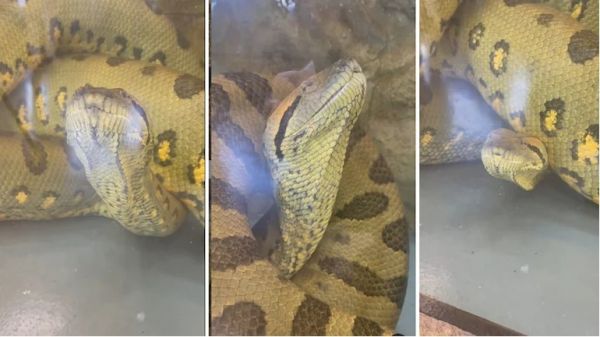 Βίντεο με τεράστιο ανακόντα που απολαμβάνει το νερό γίνεται viral