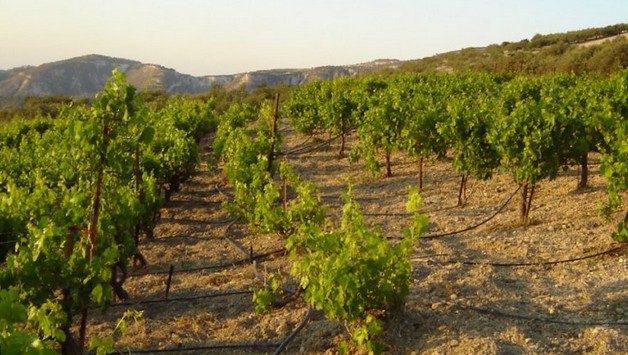 Σε εκκρεμότητα η εθνική ενίσχυση για την Απόσταξη Κρίσης – Ο χρόνος κυλά εις βάρος του κλάδου