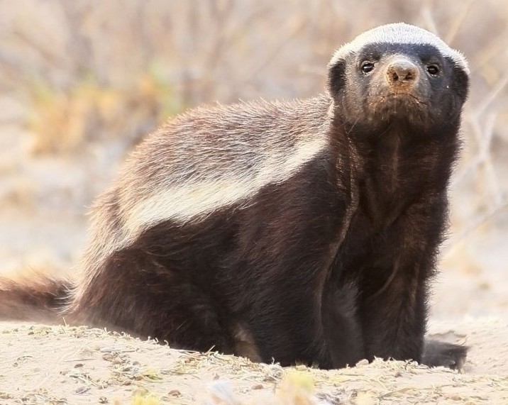 Αυτό είναι το πιο επικίνδυνο ζώο του πλανήτη – Το ξέρουν ελάχιστοι!