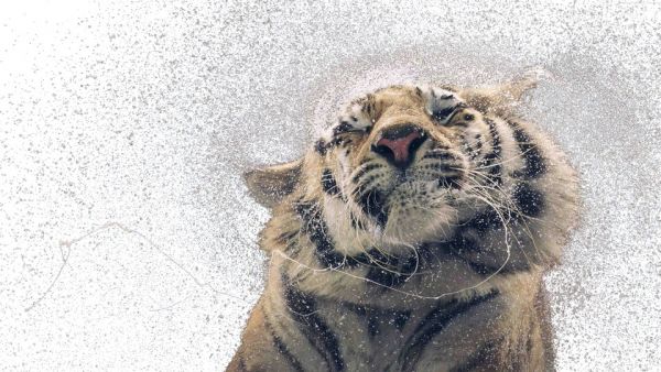 Νέα τεχνική αναγνωρίζει ζώα από DNA που πλανάται στον αέρα