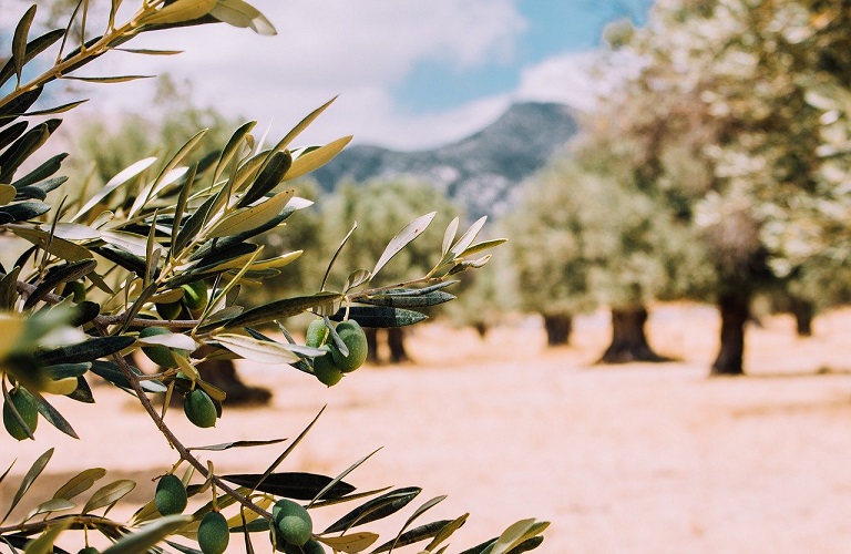 Τέμπη: Απώλεια παραγωγής κατά 80% σε ελιές και ροδιές