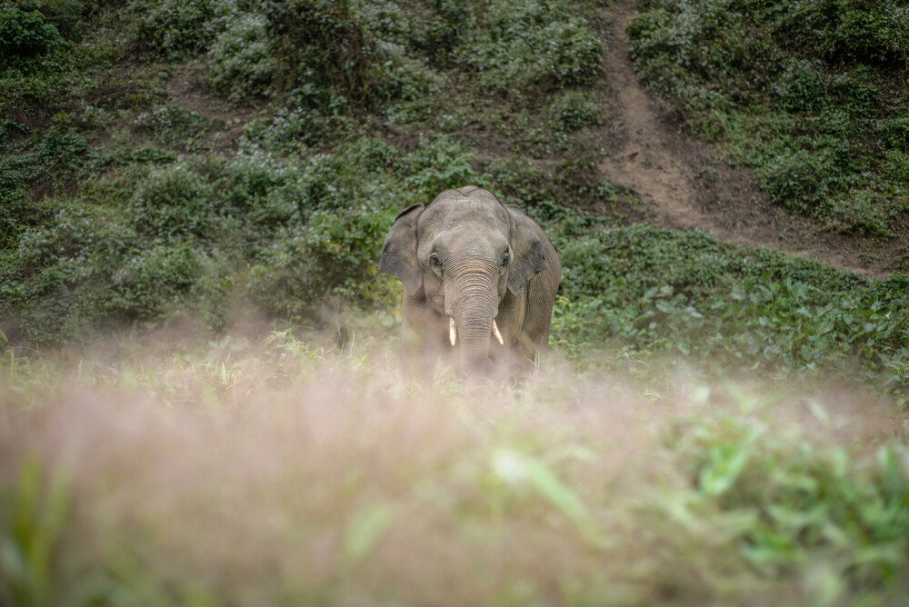 Κίνα: Επιστροφή στο «σπίτι» για έναν περιπλανώμενο ελέφαντα 2 τόνων