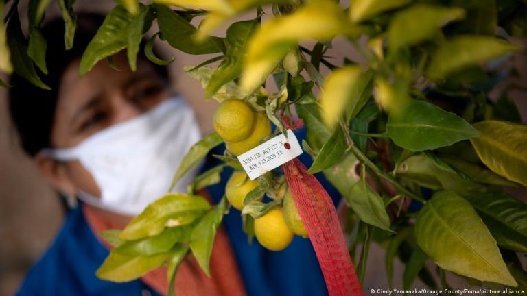 Νέο σοκ: Εμβόλια για τα λεμόνια και τα πορτοκάλια