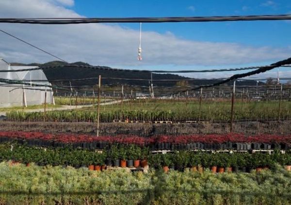 Τα εμβληματικά έργα περιβαλλοντικής αποκατάστασης της Ελληνικός Χρυσός