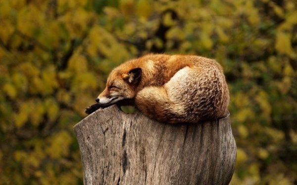 Σχινιάς: Κτηνωδία – Κρέμασαν νεκρή αλεπού σε δέντρο με μάσκα και αναπνευστήρα