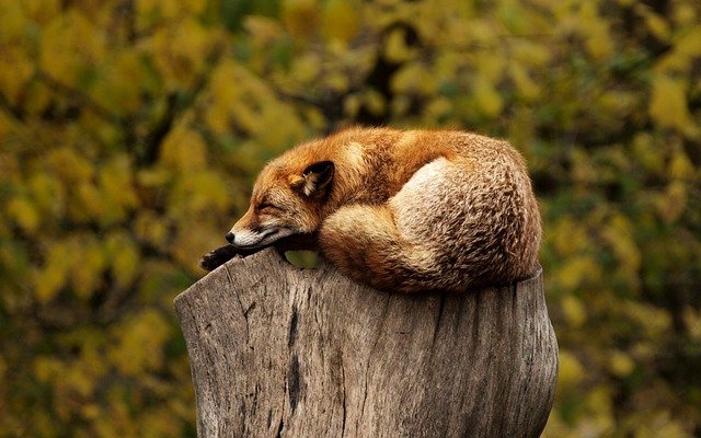 Σχινιάς: Κτηνωδία - Κρέμασαν νεκρή αλεπού σε δέντρο με μάσκα και αναπνευστήρα