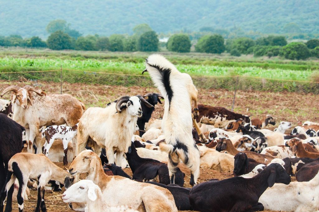 Αιγοπρόβατα: Εστία αφθώδους πυρετού στην Τουρκία σε ακτίνα 50 χλμ από τη Λέσβο