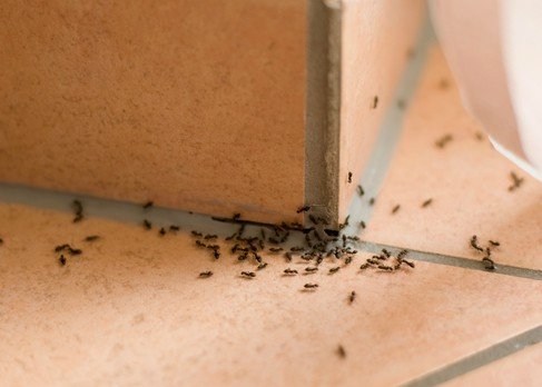 Πώς να διώξετε τα μυρμήγκια από το σπίτι μια και καλή