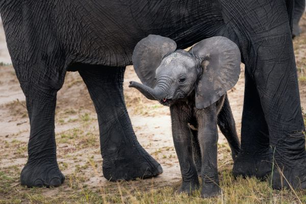 Μωρά ελεφαντάκια που βουτούν στη λάσπη – Και είναι μια ανάσα δροσιάς μέσα στον καύσωνα