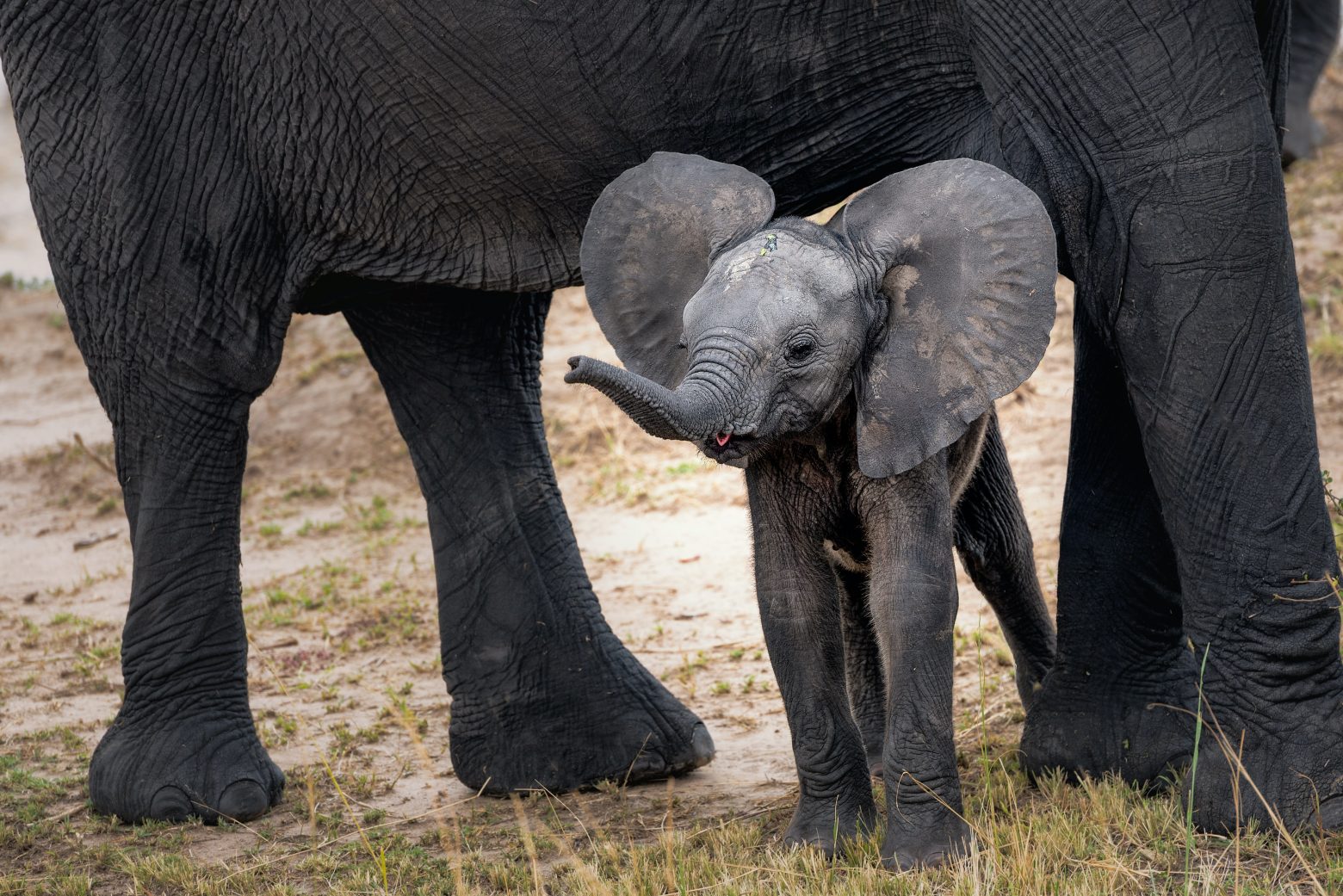 Μωρά ελεφαντάκια που βουτούν στη λάσπη - Και είναι μια ανάσα δροσιάς μέσα στον καύσωνα