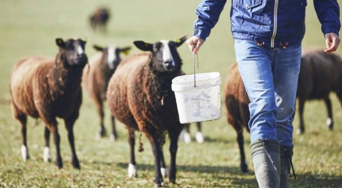 ΣΕΚ: άμεσα μέτρα για να σωθεί η κτηνοτροφία