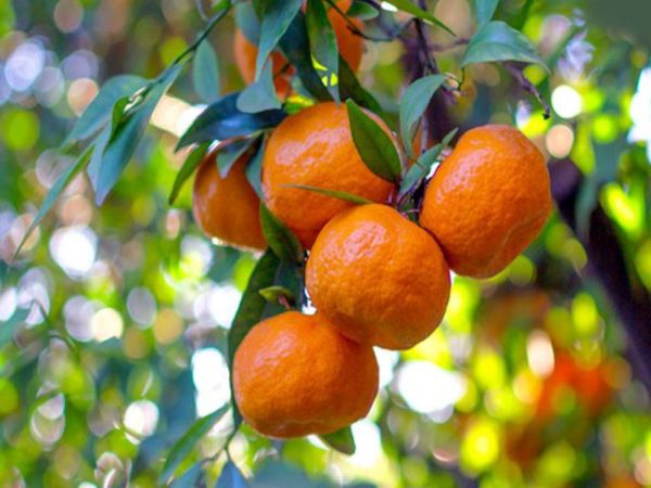 Τα προβλήματα των παραγωγών εσπεριδοειδών στο επίκεντρο σύσκεψης με τον Σπήλιο Λιβανό