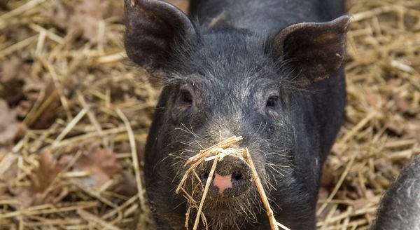 ΕΕ: Εγκρίθηκε ενίσχυση χοιροτρόφων και μελισσοκόμων