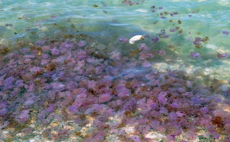 Μέδουσες: Πόσο κινδυνεύει το Αιγαίο – Πού εντοπίζονται και πώς εξηγείται το φαινόμενο