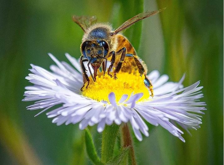 Ο Joe Neely φωτογραφίζει μέλισσες να κοιμούνται μέσα σε μια μαλάχη