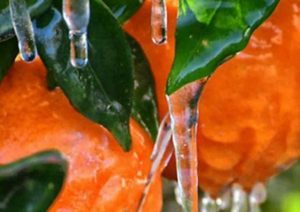 Κατατέθηκε η ρύθμιση για τις πληρωμές του παγετού «Άνοιξη 2021»