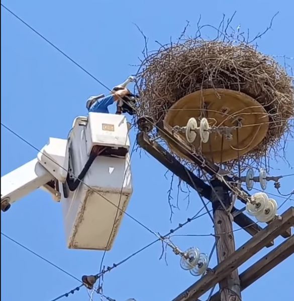 Νεοσσός πελαργού διασώθηκε στα Τρίκαλα