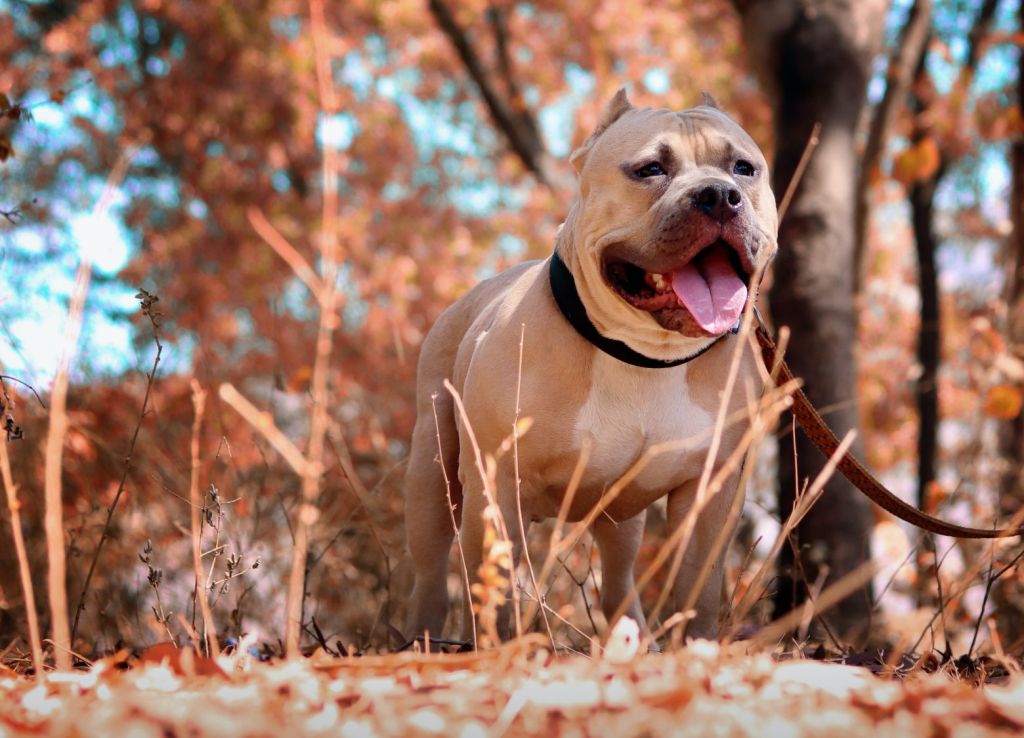 Πίτμπουλ σώζει μικροσκοπικό σκυλάκι από πνιγμό [Βίντεο]
