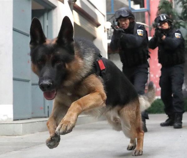 Ένα καταφύγιο για «αποτυχημένους» σκύλους