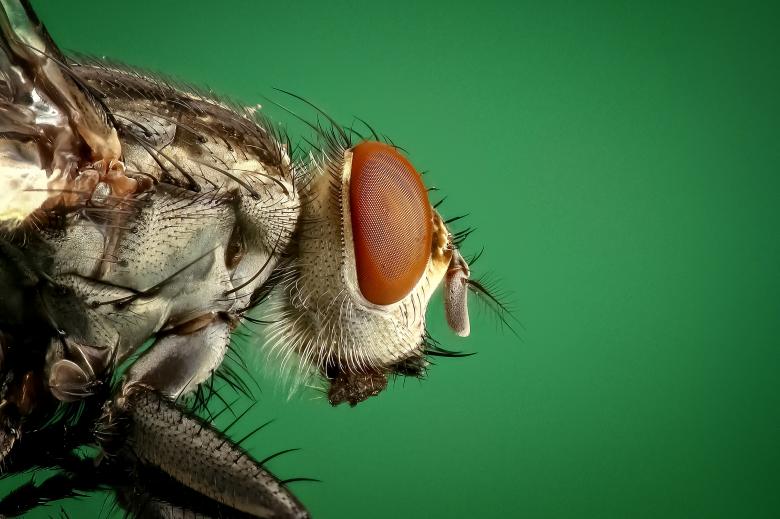 Οι μύγες προτιμούν γκουρμέ γεύσεις όταν έχουν την πολυτέλεια