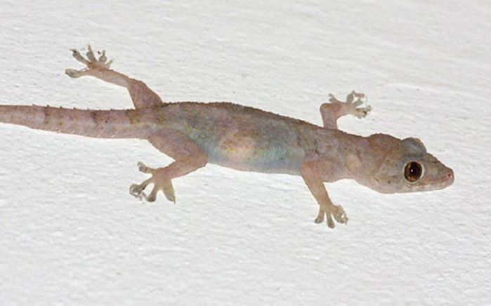 Πως να απαλλαγείτε από σαύρες και σαμιαμίδια