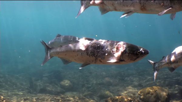 Καύσωνας: Σολομοί «έσκασαν» από τη ζέστη μέσα στο νερό