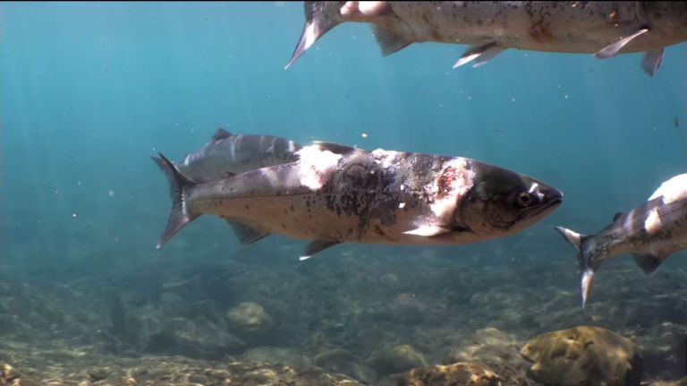 Καύσωνας: Σολομοί «έσκασαν» από τη ζέστη μέσα στο νερό