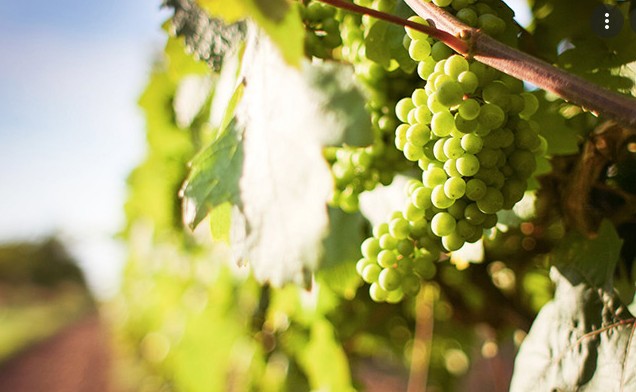 ΚΕΟΣΟΕ: Απογοήτευση στον αμπελοοινικό κλάδο