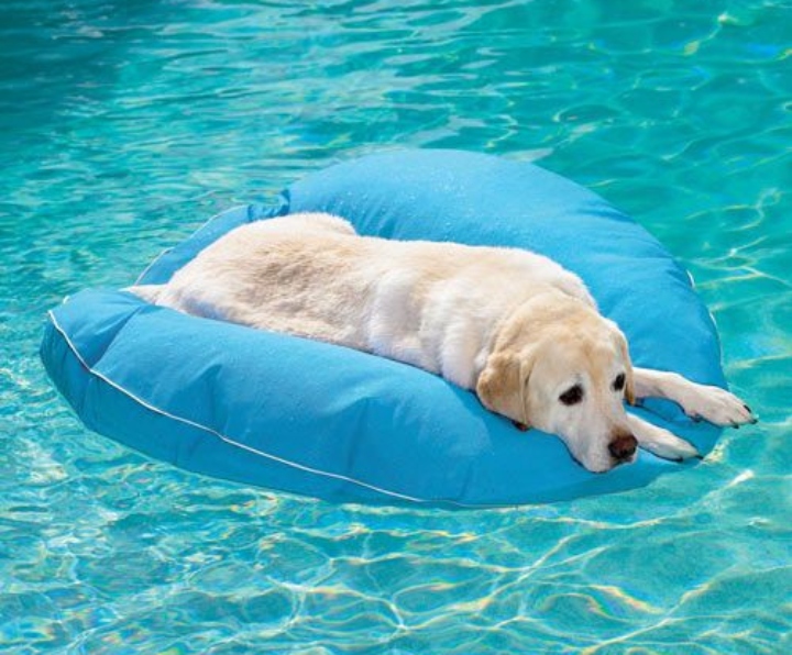 Πώς θα προστατέψουμε τα κατοικίδια μας από τον καύσωνα