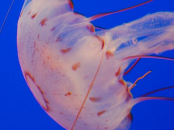 Τσίμπημα από τσούχτρα – Τι να κάνετε αμέσως – Πώς φεύγει ο πόνος