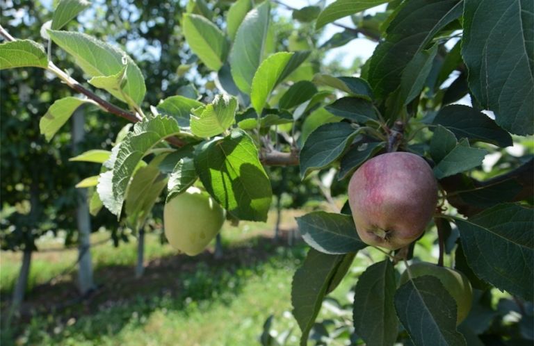 Βιολογικά: Μέχρι την Τρίτη 13 Ιουλίου οι ενστάσεις
