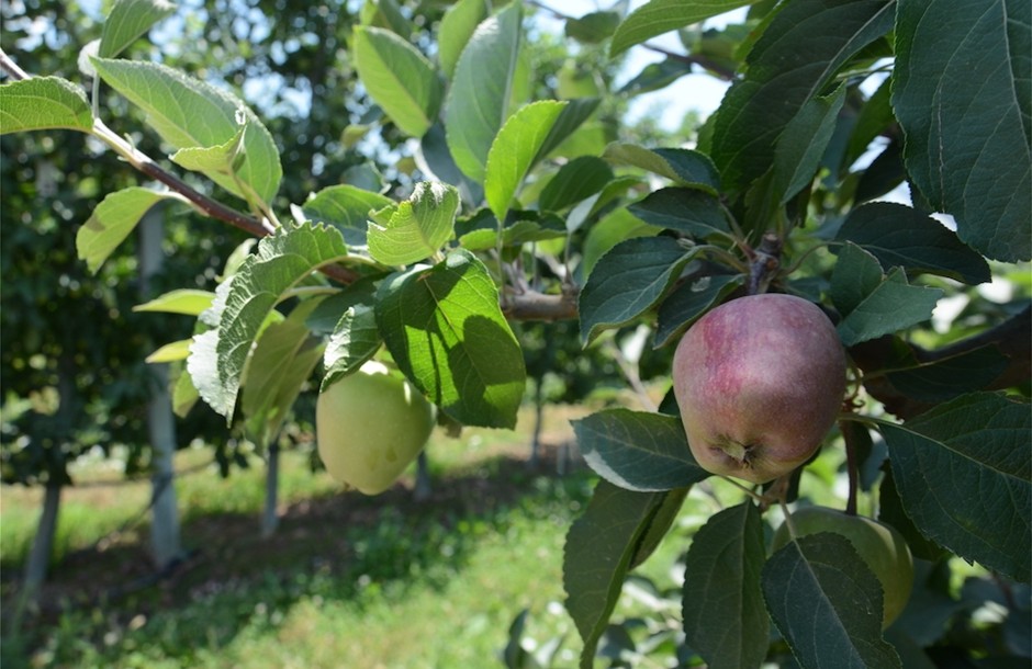 Βιολογικά: Μέχρι την Τρίτη 13 Ιουλίου οι ενστάσεις