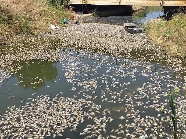 Εικόνες που σοκάρουν: Χιλιάδες ψόφια ψάρια στη διώρυγα Κλεοπάτρας της Βόνιτσας