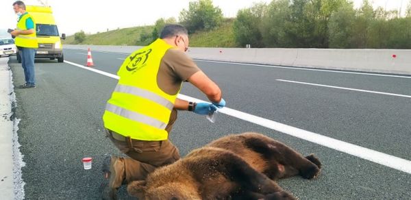Ακόμα μια αρκούδα σκοτώθηκε σε τροχαίο στην Εγνατία