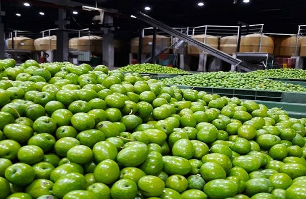 Ομαλοποιείται η αγορά επιτραπέζιας ελιάς