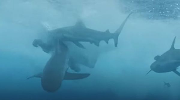 Απίστευτες εικόνες: Καρχαρίας επιτίθεται σε αθλητή του wakeboard on camera