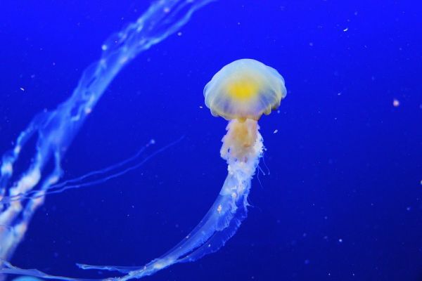 «Πληθυσμιακό Bloom»: Τοξικές μέδουσες εμφανίστηκαν στη Χαλκιδική – Δείτε την εφαρμογή live εντοπισμού