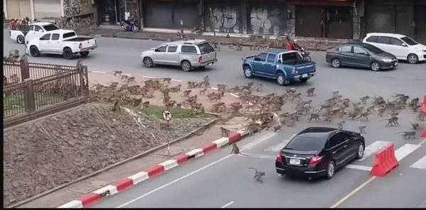 Ταϊλάνδη: «Συμμορίες» μαϊμούδων… λύνουν τις διαφορές τους για τροφή