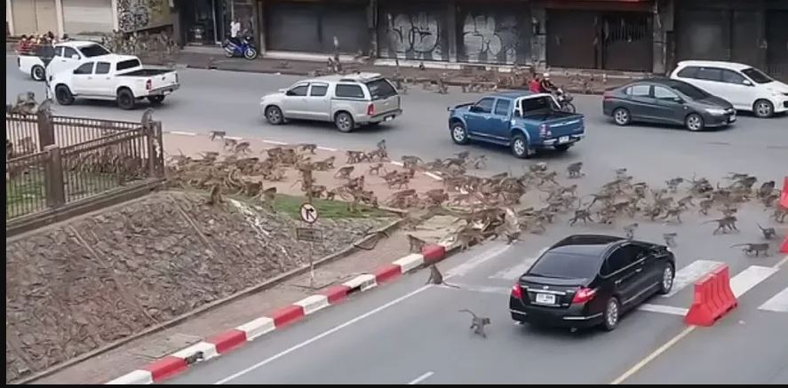 Ταϊλάνδη: «Συμμορίες» μαϊμούδων… λύνουν τις διαφορές τους για τροφή