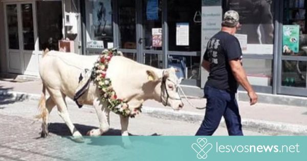 Ντροπή: Βάρβαρο έθιμο στη Μυτιλήνη οδηγεί σε κακοποίηση ζώων
