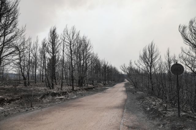Πυρκαγιές – Συγκλονιστικές εικόνες από πυρόπληκτες περιοχές σε Αττική, Ηλεία και Εύβοια