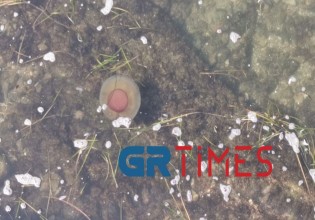 Θεσσαλονίκη – Γέμισε μέδουσες σαν «αυγά μάτια» ο Θερμαϊκός