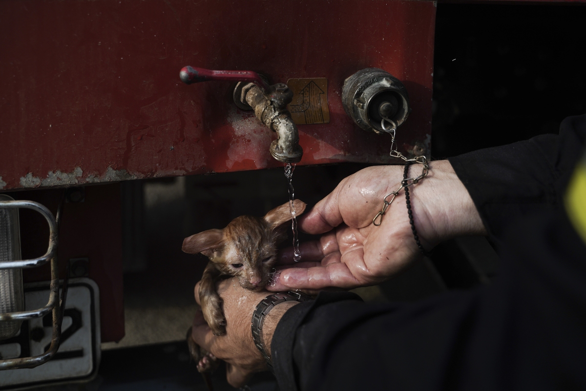 Φωτιά στη Γορτυνία - Πυροσβέστες σώζουν γατάκι από την πυρκαγιά