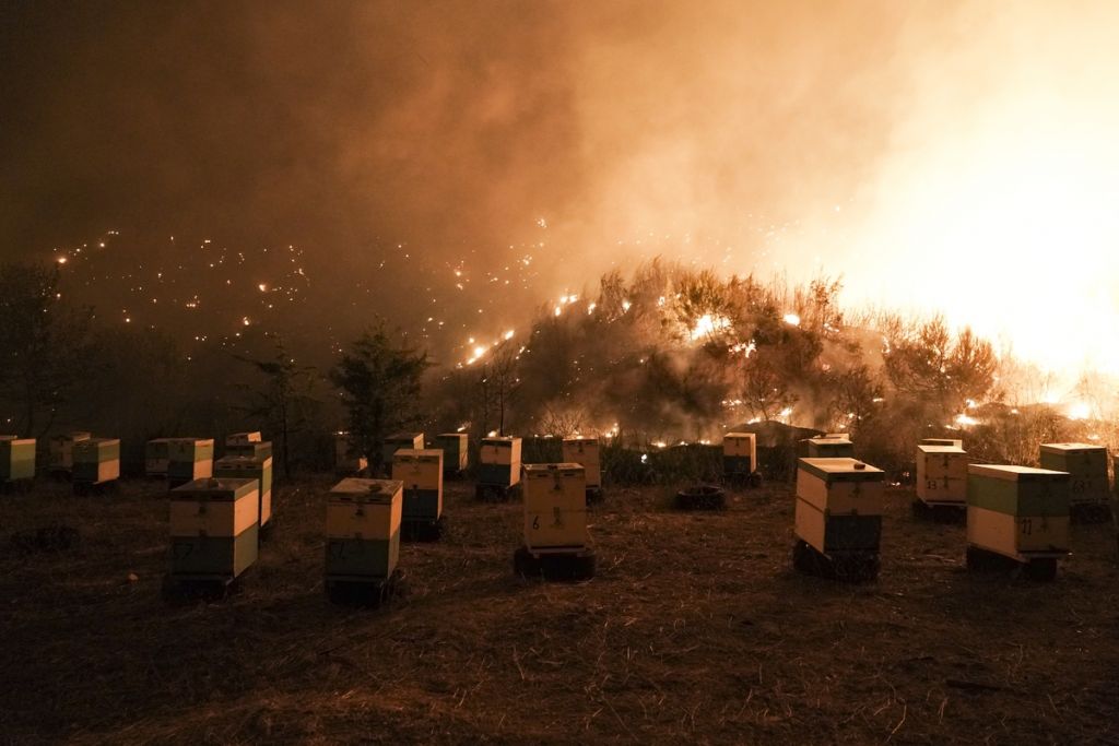 Φωτιά στην Εύβοια – Χάθηκαν χιλιάδες σμήνη μελισσών – Ολοκληρωτική καταστροφή