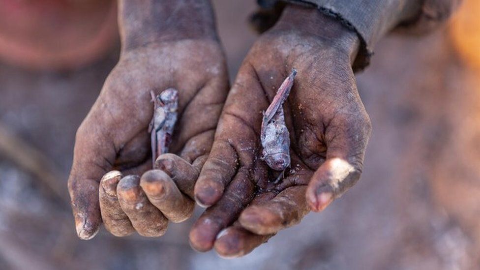 Ακρίδες για δείπνο: Η Μαδαγασκάρη στα πρόθυρα του «πρώτου λιμού λόγω κλιματικής  αλλαγής» - Ειδήσεις - νέα - Το Βήμα Online