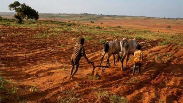 Ακρίδες για δείπνο: Η Μαδαγασκάρη στα πρόθυρα του «πρώτου λιμού λόγω κλιματικής αλλαγής»