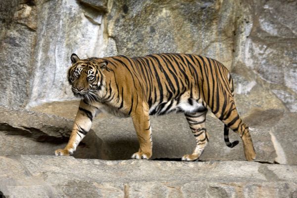 Ινδονησία – Δύο τίγρεις της Σουμάτρας προσβλήθηκαν από κοροναϊό σε ζωολογικό κήπο