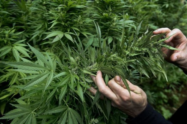 Κάνναβη: Η Νότια Αφρική ανακοινώνει επενδύσεις 1,9 δισ. δολαρίων