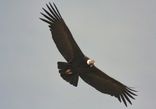 Τα αρπακτικά πτηνά πετούν προς την εξαφάνιση